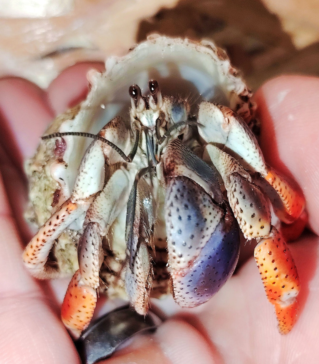 Bug Palace