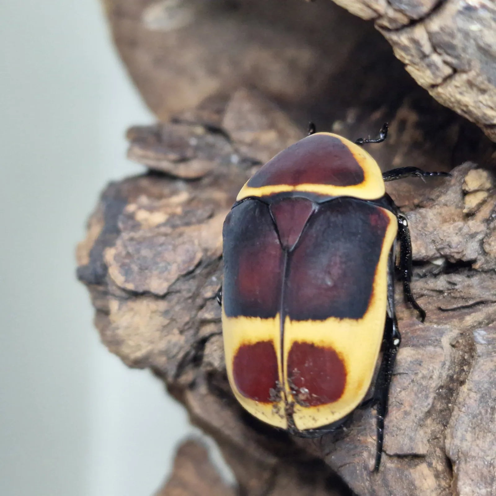 Kongói rózsabogár (Pachnoda marginata)