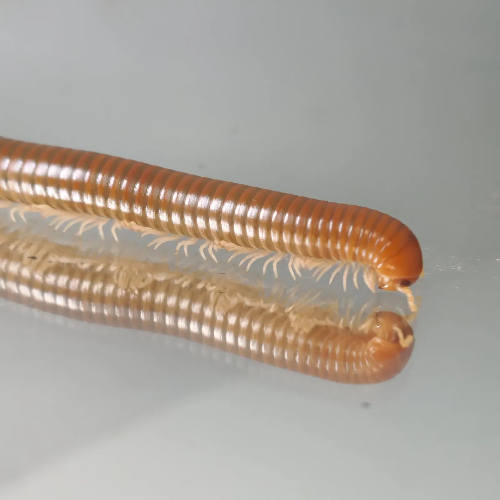 Spirostreptus spec. 1 (3db)