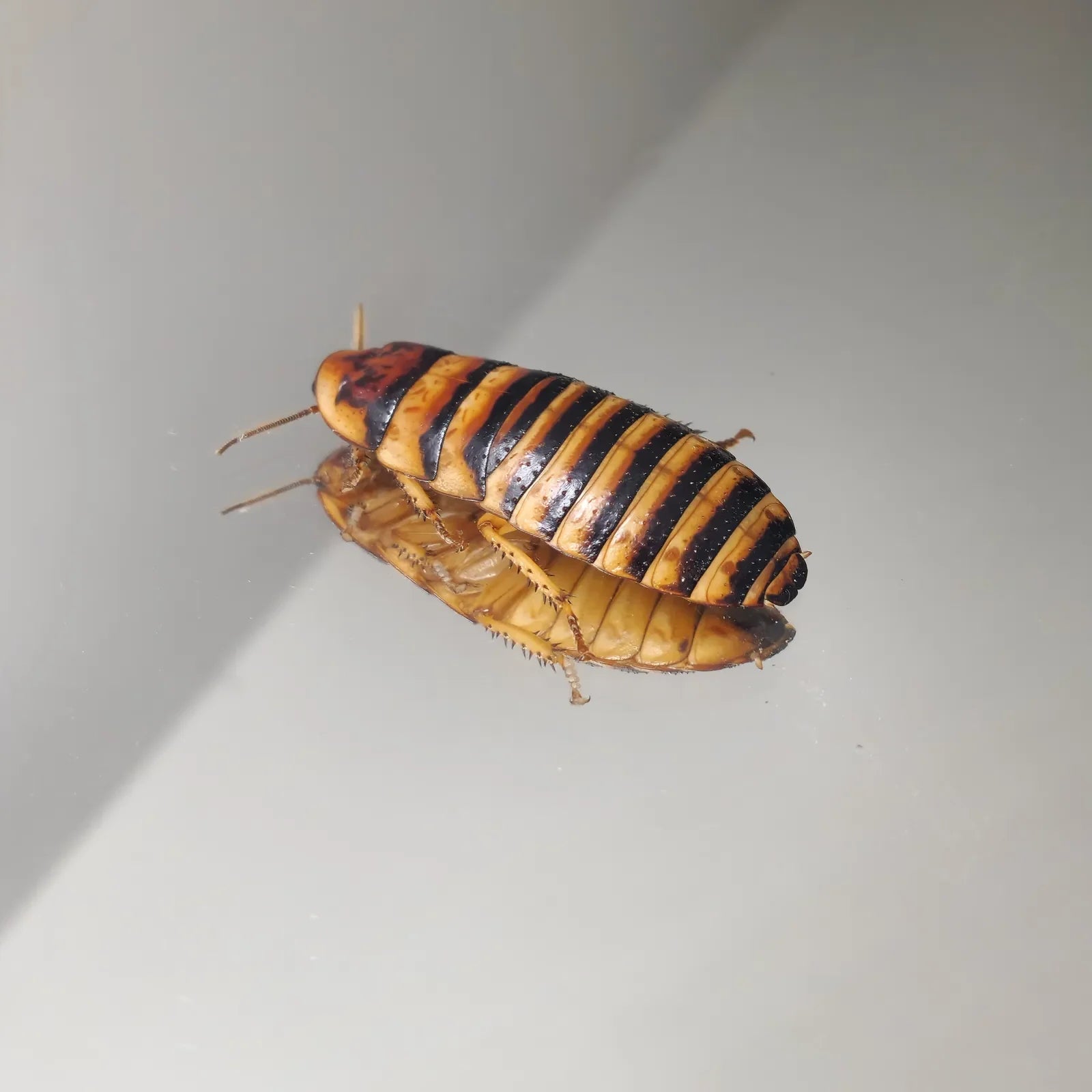 Javanica csótány (Elliptorhina javanica)