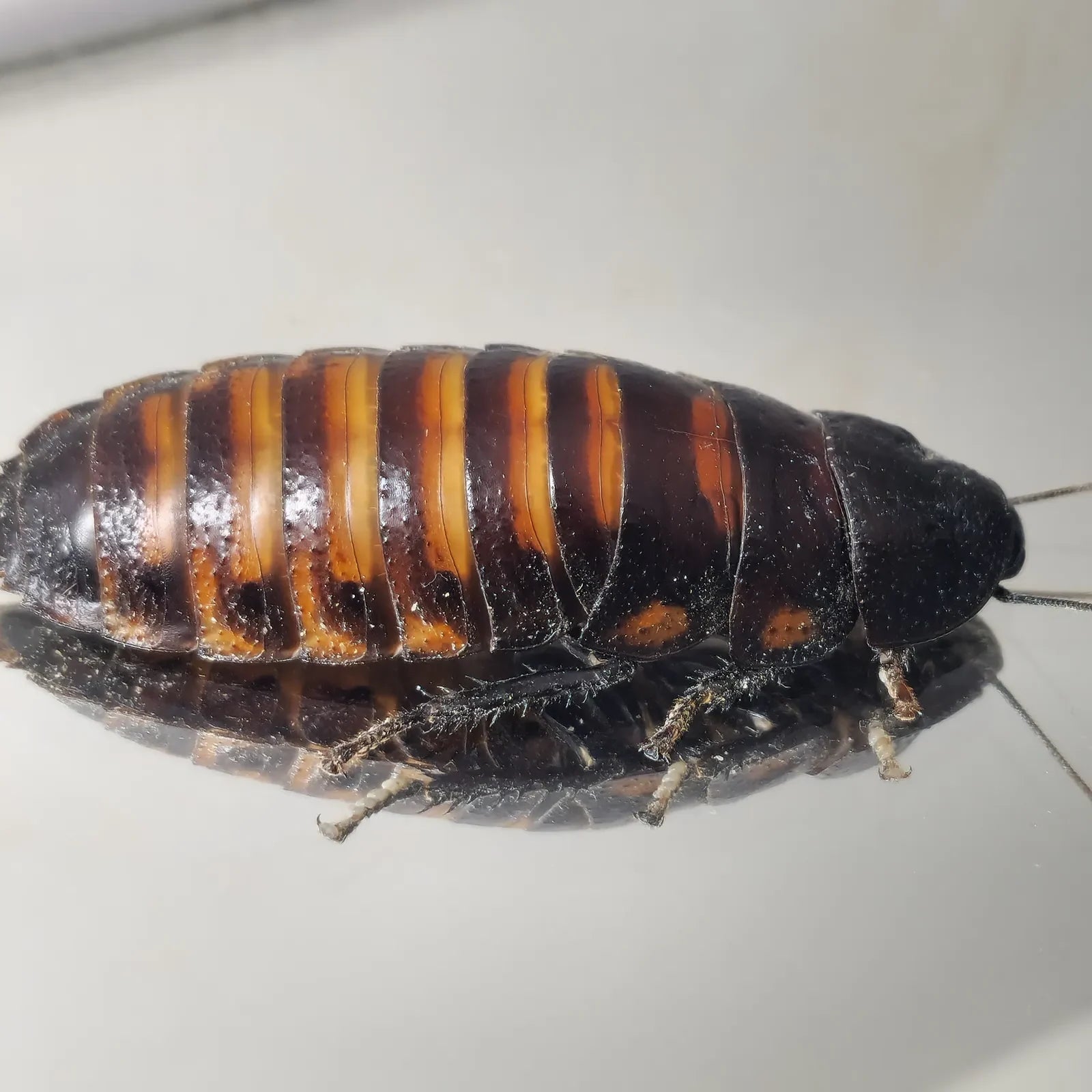 Madagaszkári bütykös csótány