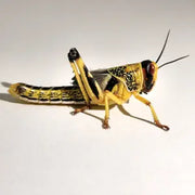 Afrikai vándorsáska