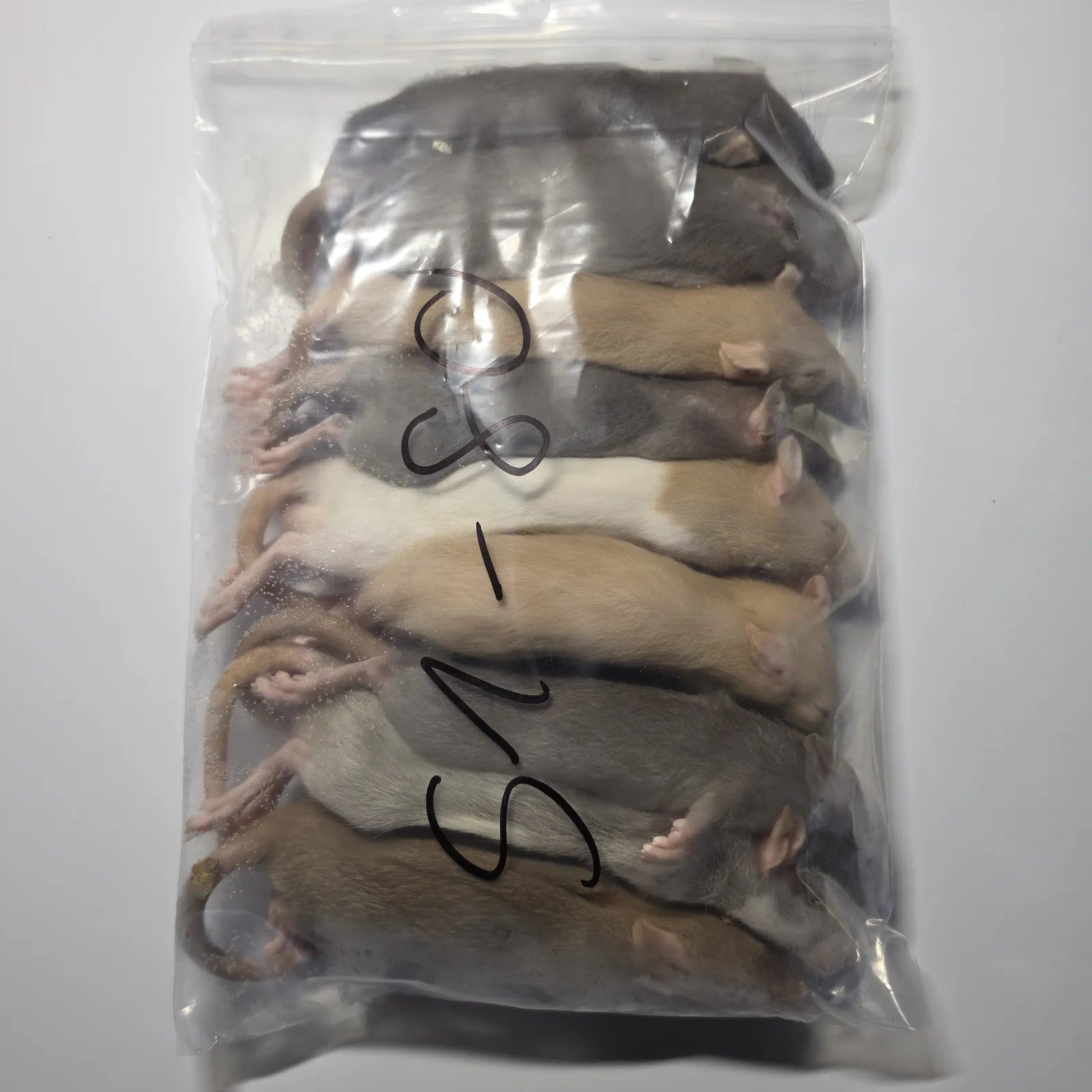 Fagyasztott patkány