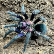 Phormictopus sp dominican purple nőstény 4-4,5cm th
