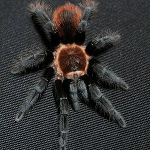 Tliltocatl kahlenbergi (1,5-2 cm)