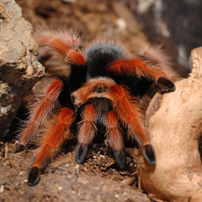Brachypelma boehmei 3,5 cm Nőstény