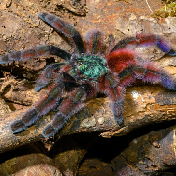 Caribena versicolor (1 vedlés)