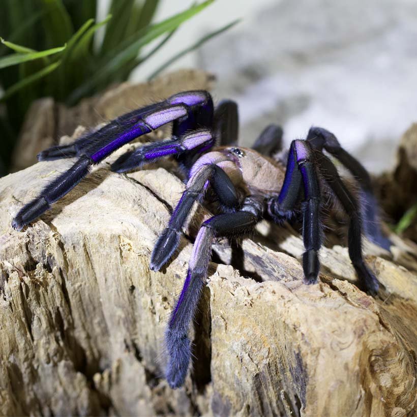 Chilobrachys natanicharum 3 cm Nőstény