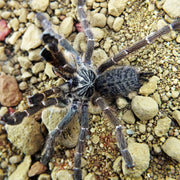 Pterinochilus murinus dcf kigoma 2,5-3 cm Nőstény