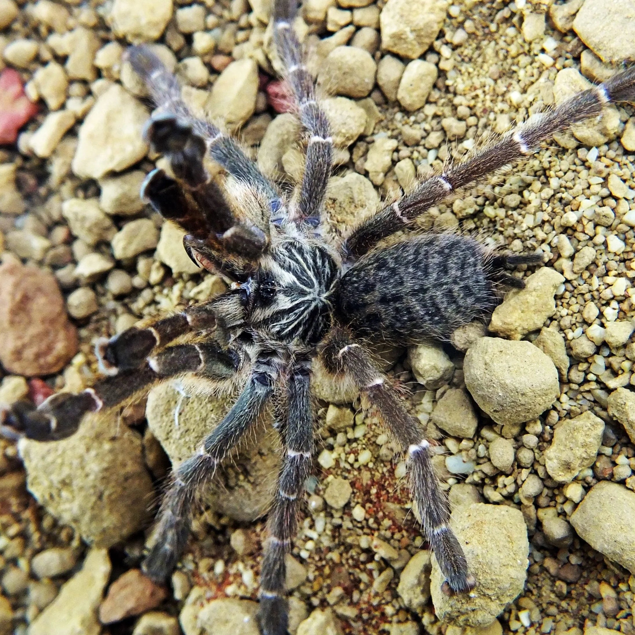 Pterinochilus murinus dcf kigoma 2,5-3 cm Nőstény