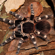 Acanthoscurria geniculata 4cm Nőstény