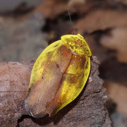 Gyna lurida (10 db)