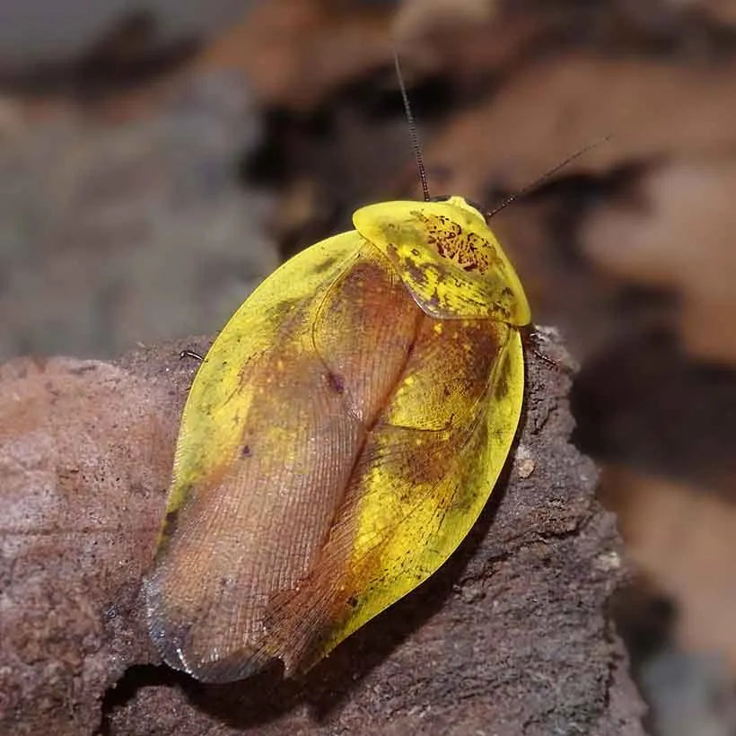 Gyna lurida (10 db)