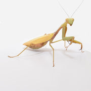Mantis