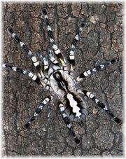 Poecilotheria regalis ( 3 cm th)