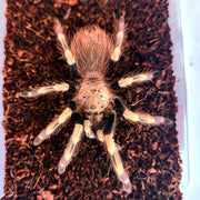 Vitalius chromatus 2,5cm