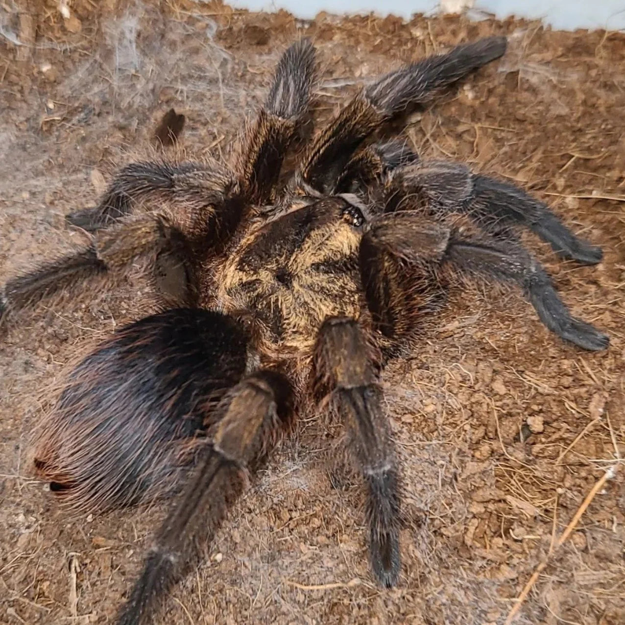 Phormictopus auratus 3,5-4 cm Nőstény
