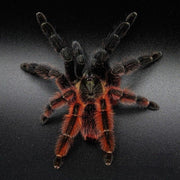 Psalmopoeus victori sub/adult Nőstény