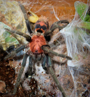 Davus pentaloris 1 cm