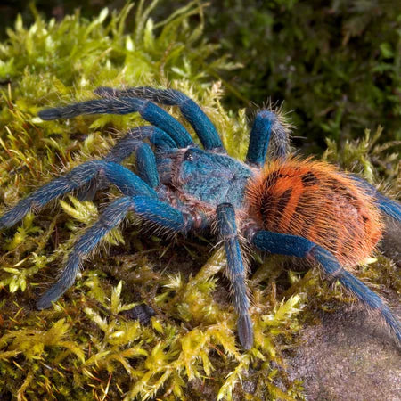 Chromatopelma cyaneopubescens 1 cm th