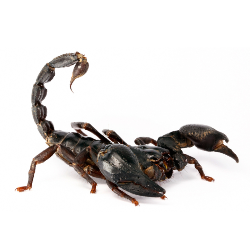 Heterometrus spinifer i2 ( 2 vedlés)