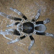 Hysterocrates gigas 3 cm Nőstény