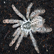 Heteroscodra maculata 3cm Nőstény