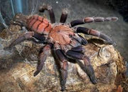 Chilobrachys fimbriatus 2,5-3 cm Nőstény