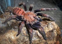 Chilobrachys fimbriatus 2,5-3 cm Nőstény
