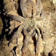 Psalmopoeus cambridgei 2 cm