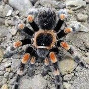 Brachypelma hamorii (1cm th)