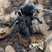 Grammostola pulchra 1,5cm testhossz