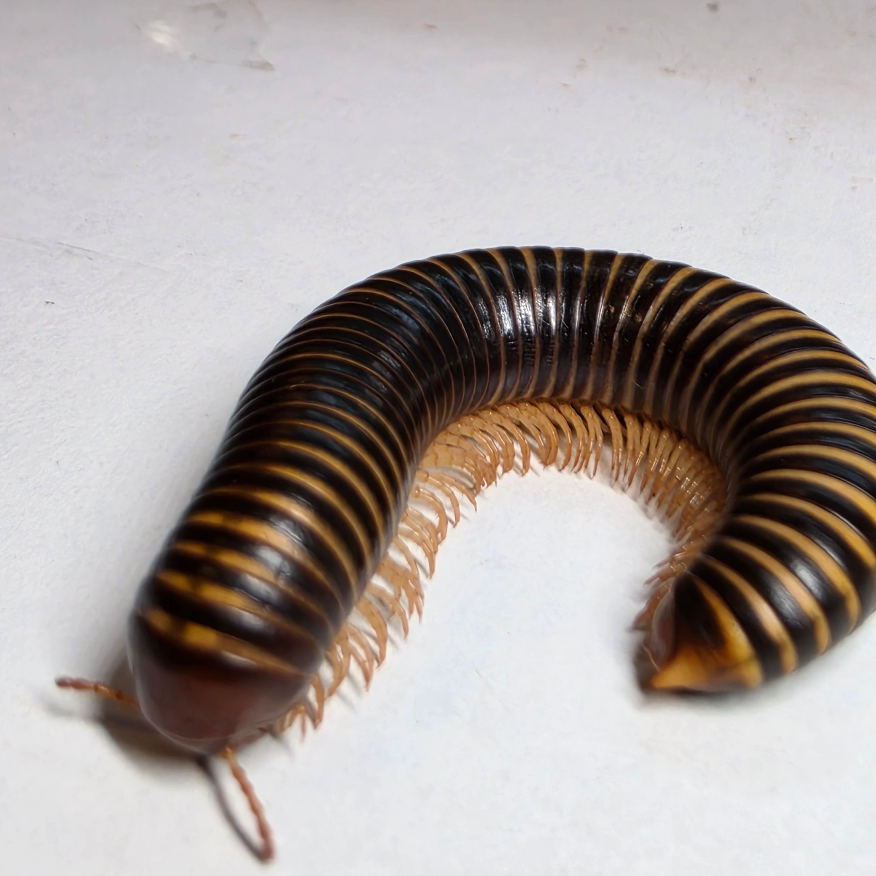 South African Ringed Zebra Millipedes