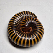 South African Ringed Zebra Millipedes