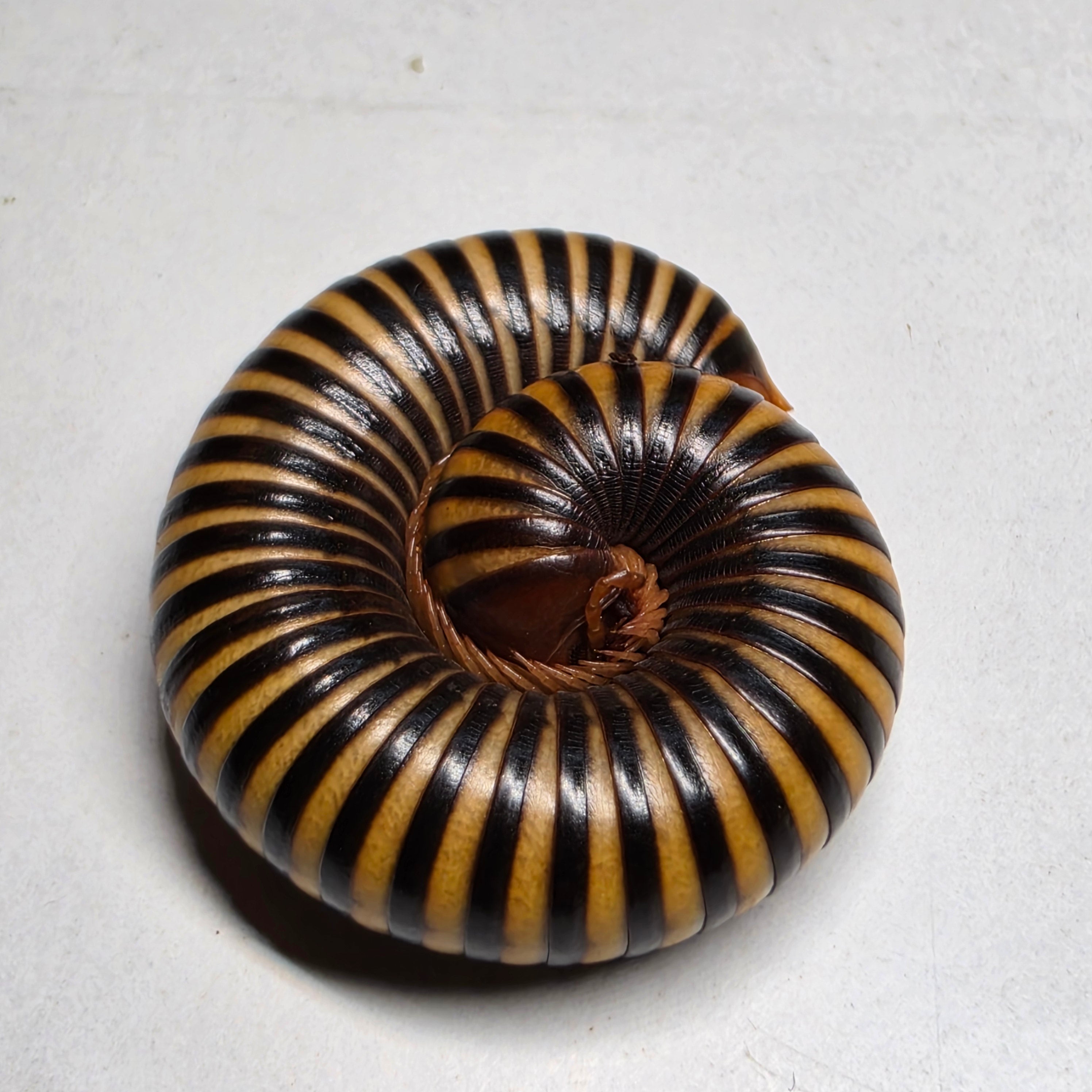 South African Ringed Zebra Millipedes