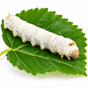 Selyemhernyó 4-5 Cm (1 db)