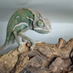 Sisakos kaméleon