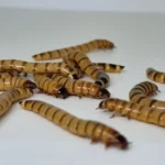 Prémium Skorpió szett terrárium felszereléssel kezdőknek – komplett skorpió tartó csomag