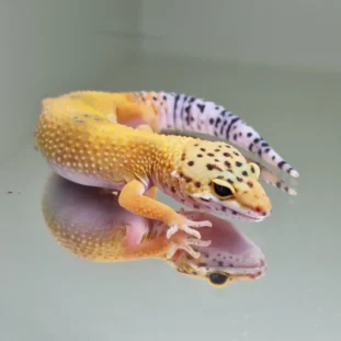 Hypo carrot tail