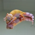 Hypo