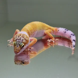 Hypo