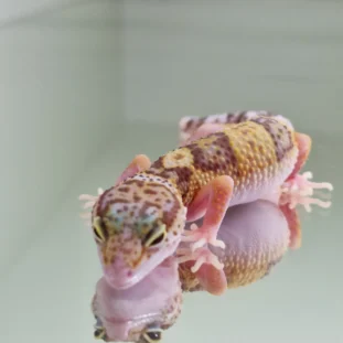 Albino tramper