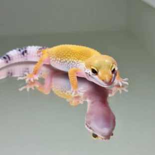 High yelow
