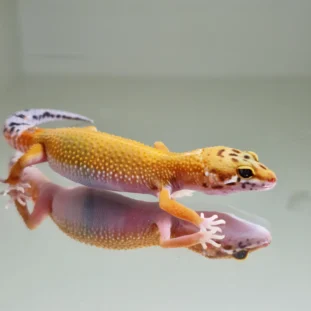 Super hypo carrot tail