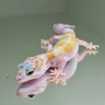 Snow bell albino