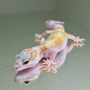 Snow bell albino