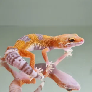 Hypo