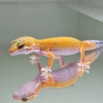 Super hypo tangerine carrot tail