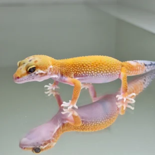 Super hypo tangerine carrot tail