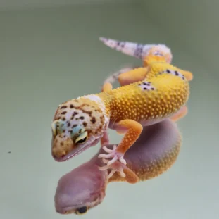Hypo